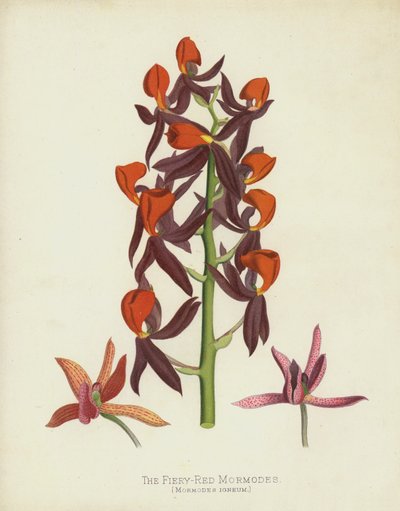 Le Mormodes Rouge Feu, Mormodes Igneum - English School